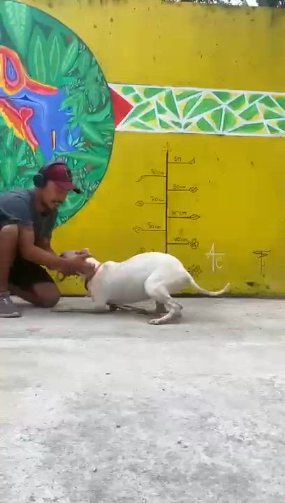 Enlarge Blue, a Adoptable mixed breed in New York, NY video 6/6