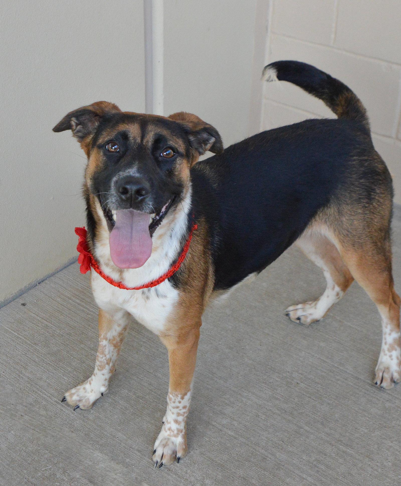 Daisy June, Adopted, Young Female Shepherd.