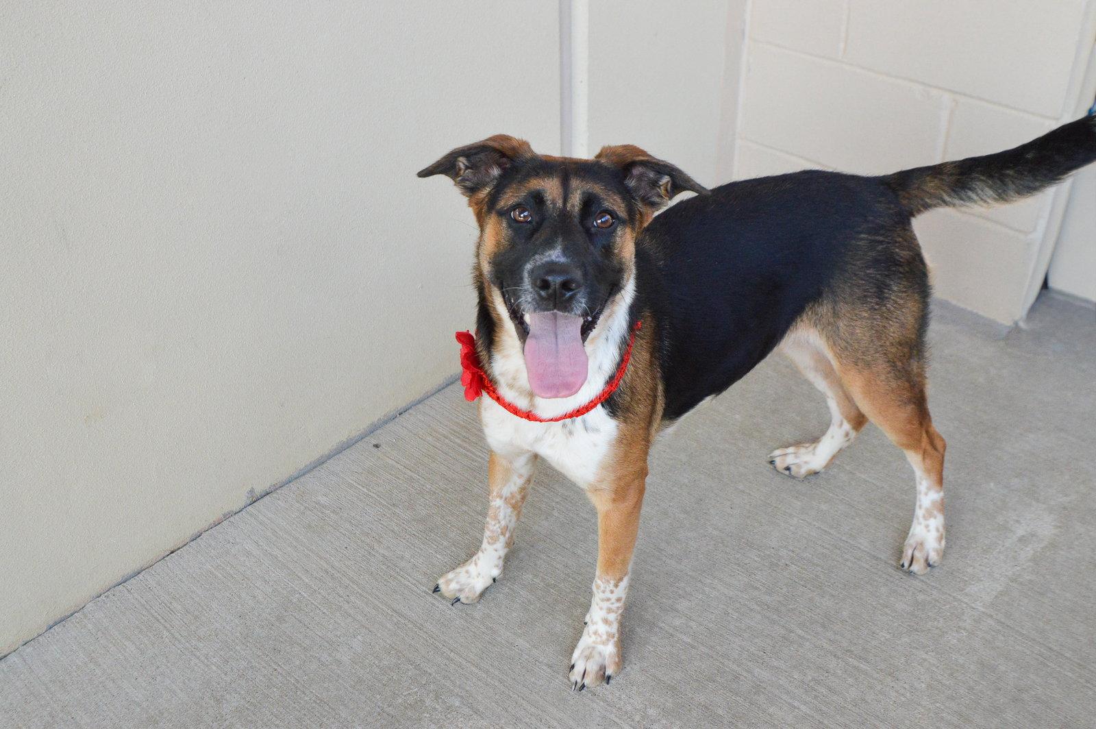 Daisy June, a Adopted Shepherd in McKinney, TX image 2/3