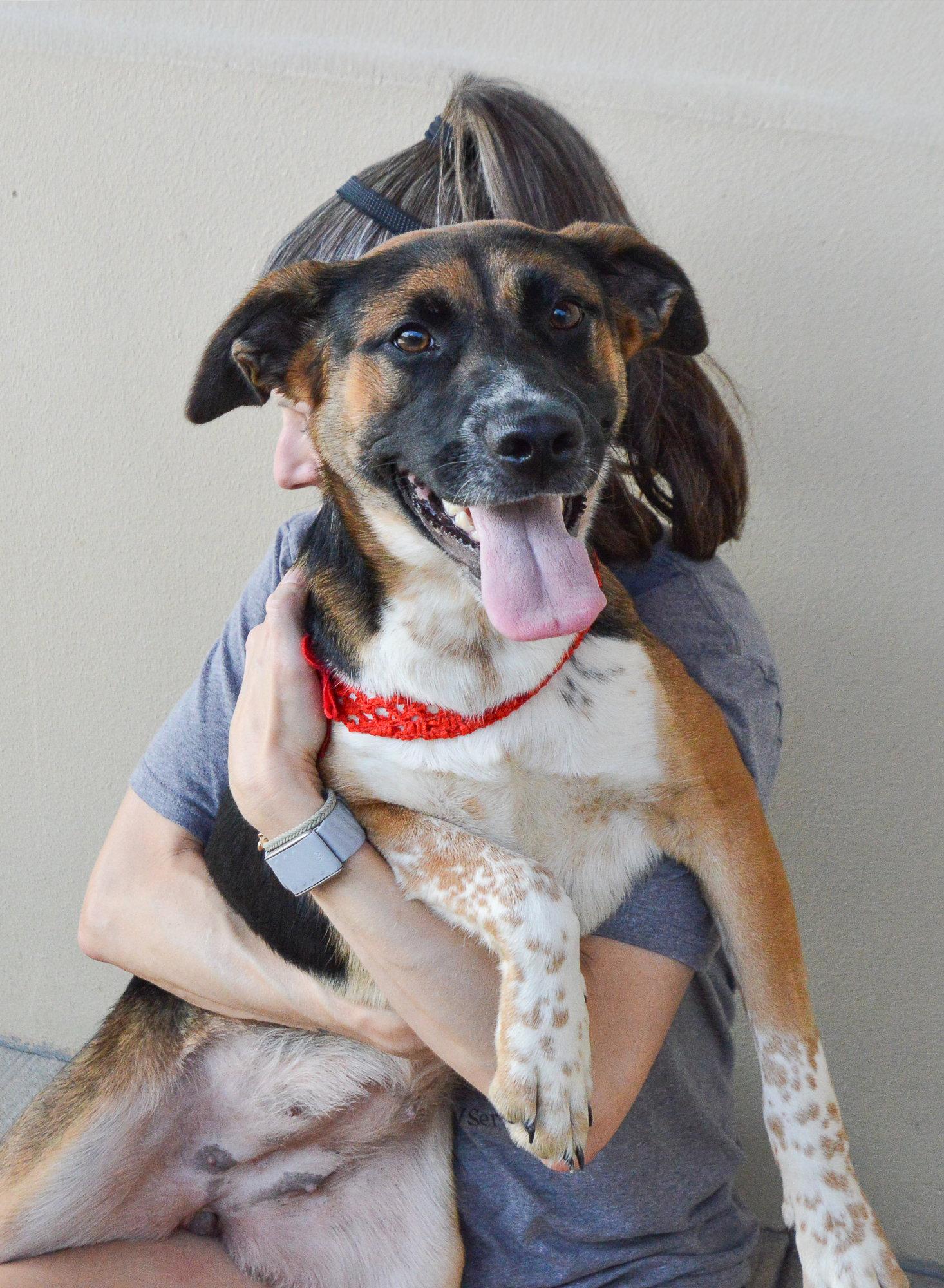 Daisy June, a Adopted Shepherd in McKinney, TX image 3/3