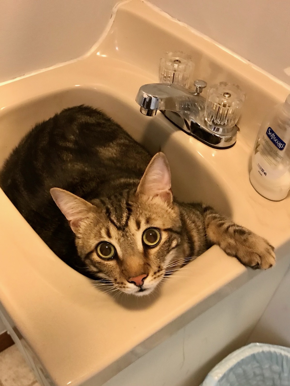 Enlarge Piper, a Adoptable Domestic Short Hair in Warminster, PA image 8/12