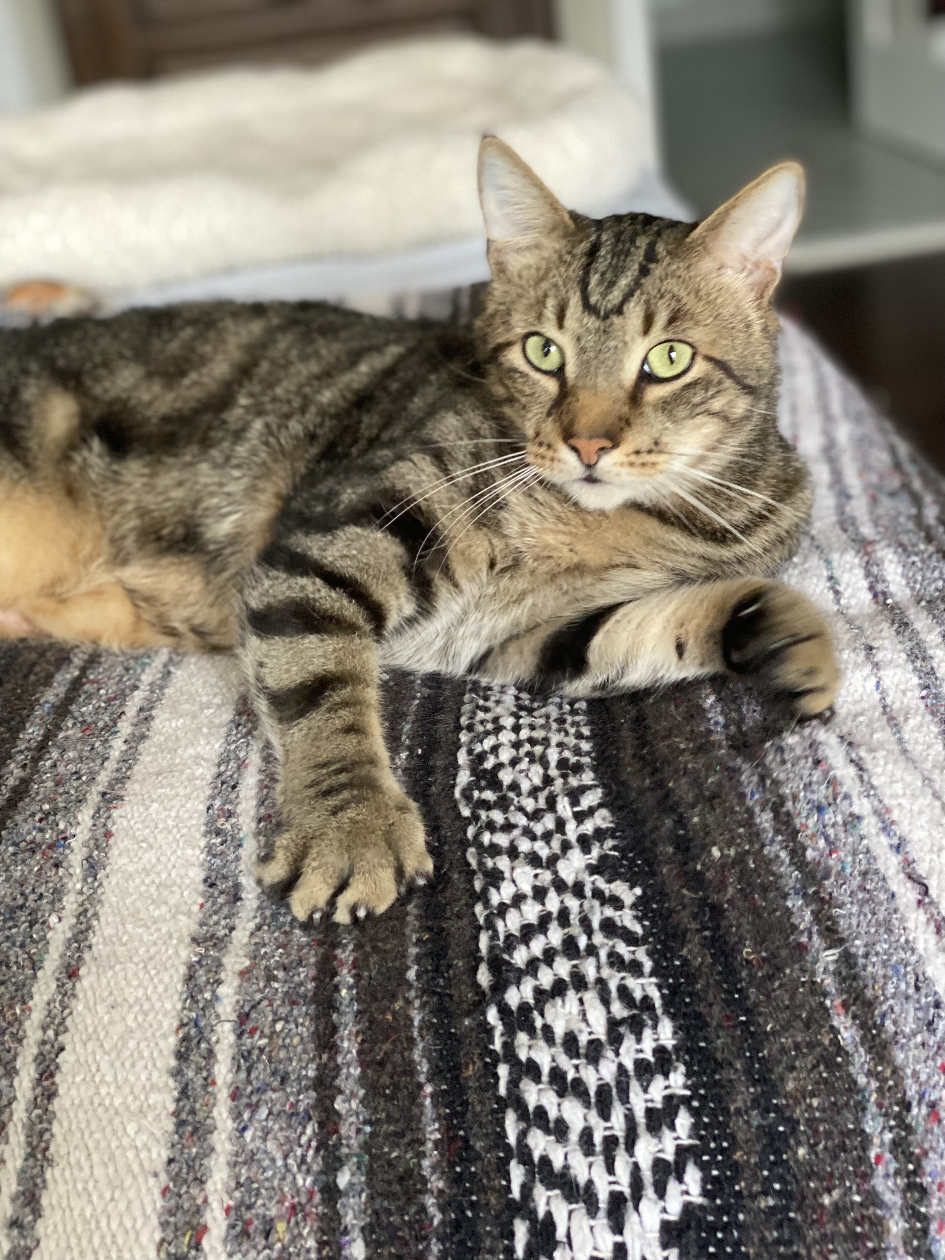 Enlarge Piper, a Adoptable Domestic Short Hair in Warminster, PA image 1/12