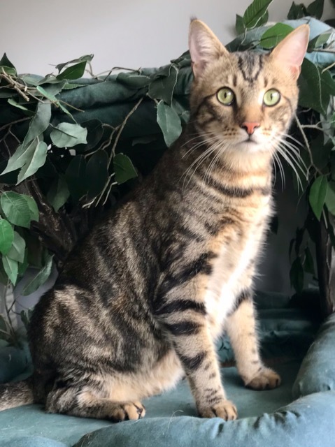 Enlarge Piper, a Adoptable Domestic Short Hair in Warminster, PA image 9/12