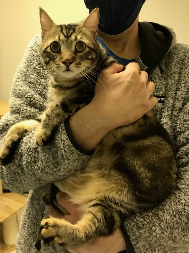 Enlarge Piper, a Adoptable Domestic Short Hair in Warminster, PA image 10/12