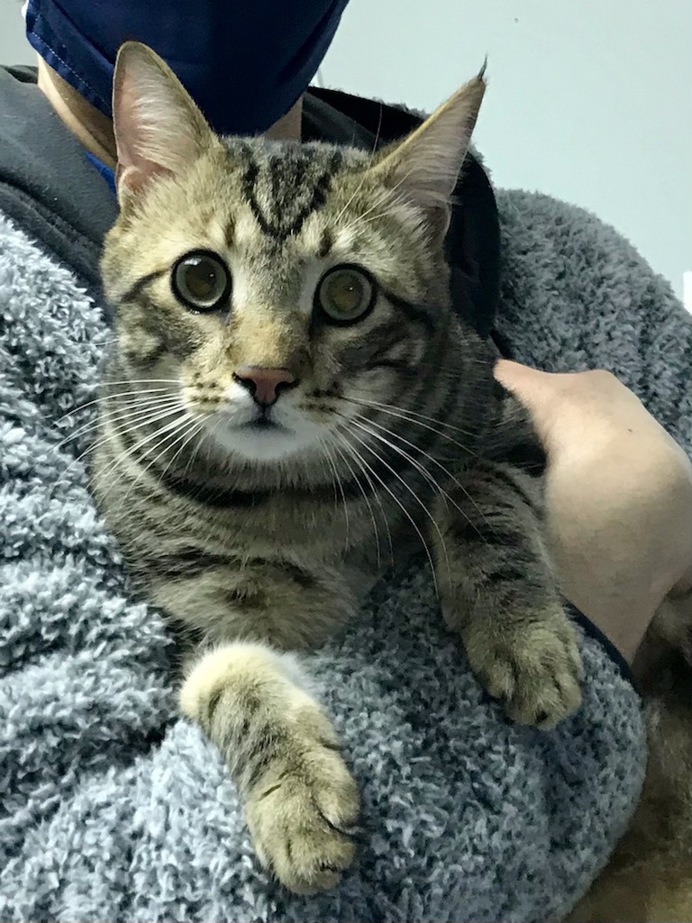 Enlarge Piper, a Adoptable Domestic Short Hair in Warminster, PA image 11/12