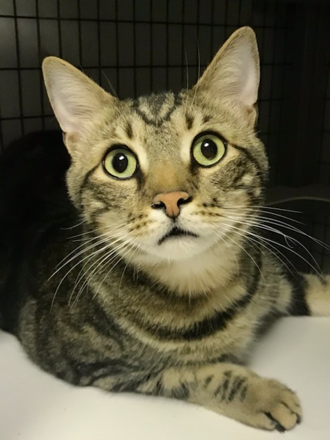 Enlarge Piper, a Adoptable Domestic Short Hair in Warminster, PA image 12/12