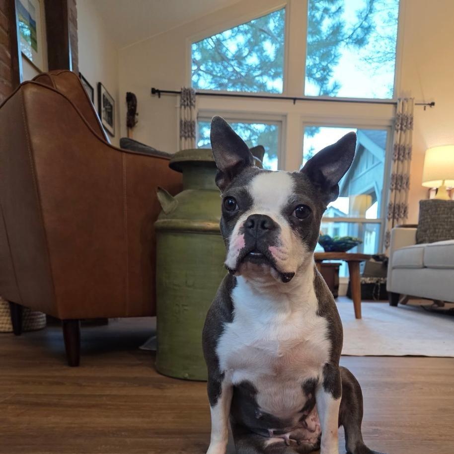 Enlarge Suzie in NE, a ADOPTABLE Boston Terrier in Elkhorn, NE image 2/5