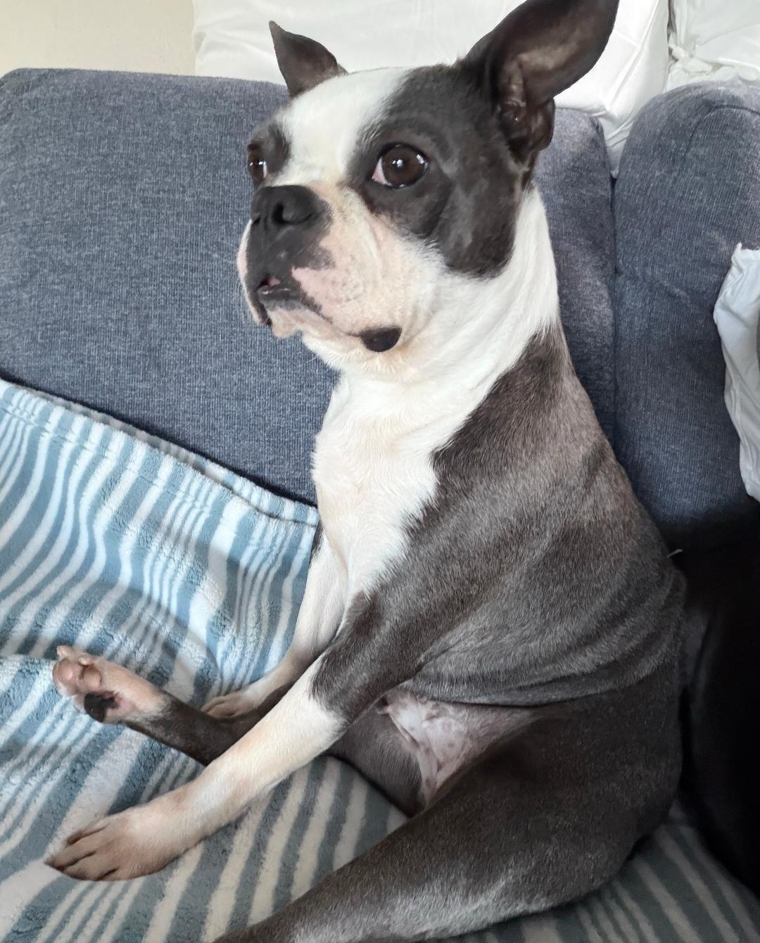 Enlarge Suzie in NE, a ADOPTABLE Boston Terrier in Elkhorn, NE image 4/5