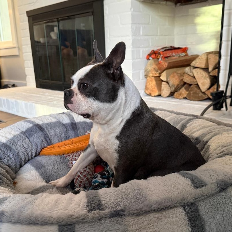 Enlarge Suzie in NE, a ADOPTABLE Boston Terrier in Elkhorn, NE image 3/5