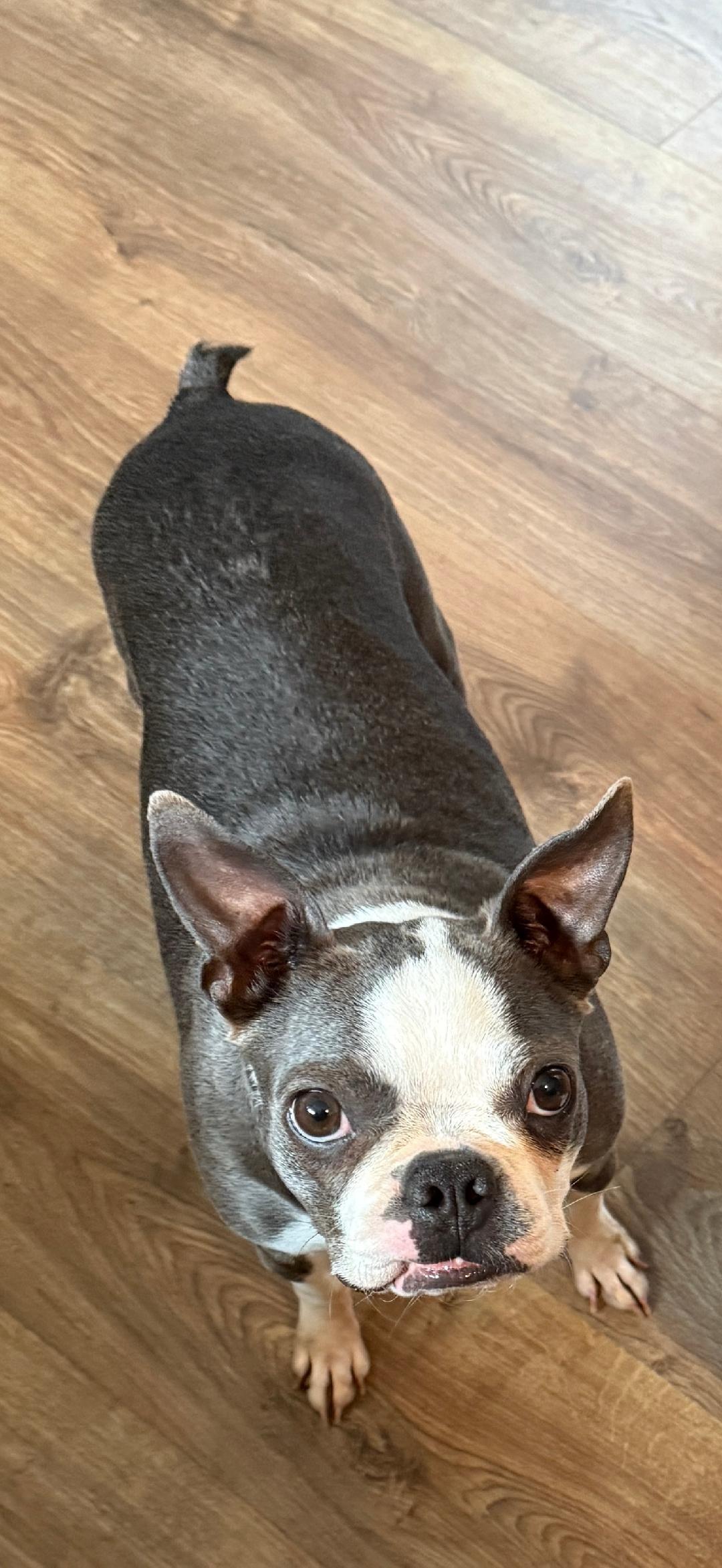 Enlarge Suzie in NE, a ADOPTABLE Boston Terrier in Elkhorn, NE image 5/5