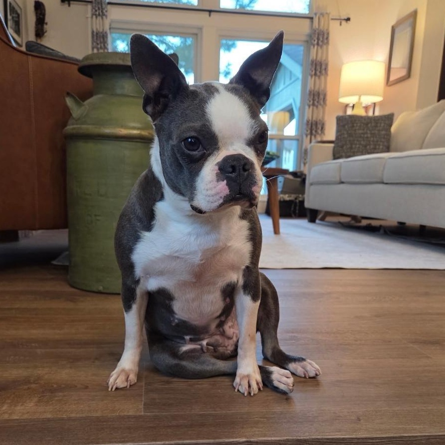 Enlarge Suzie in NE, a ADOPTABLE Boston Terrier in Elkhorn, NE image 1/5