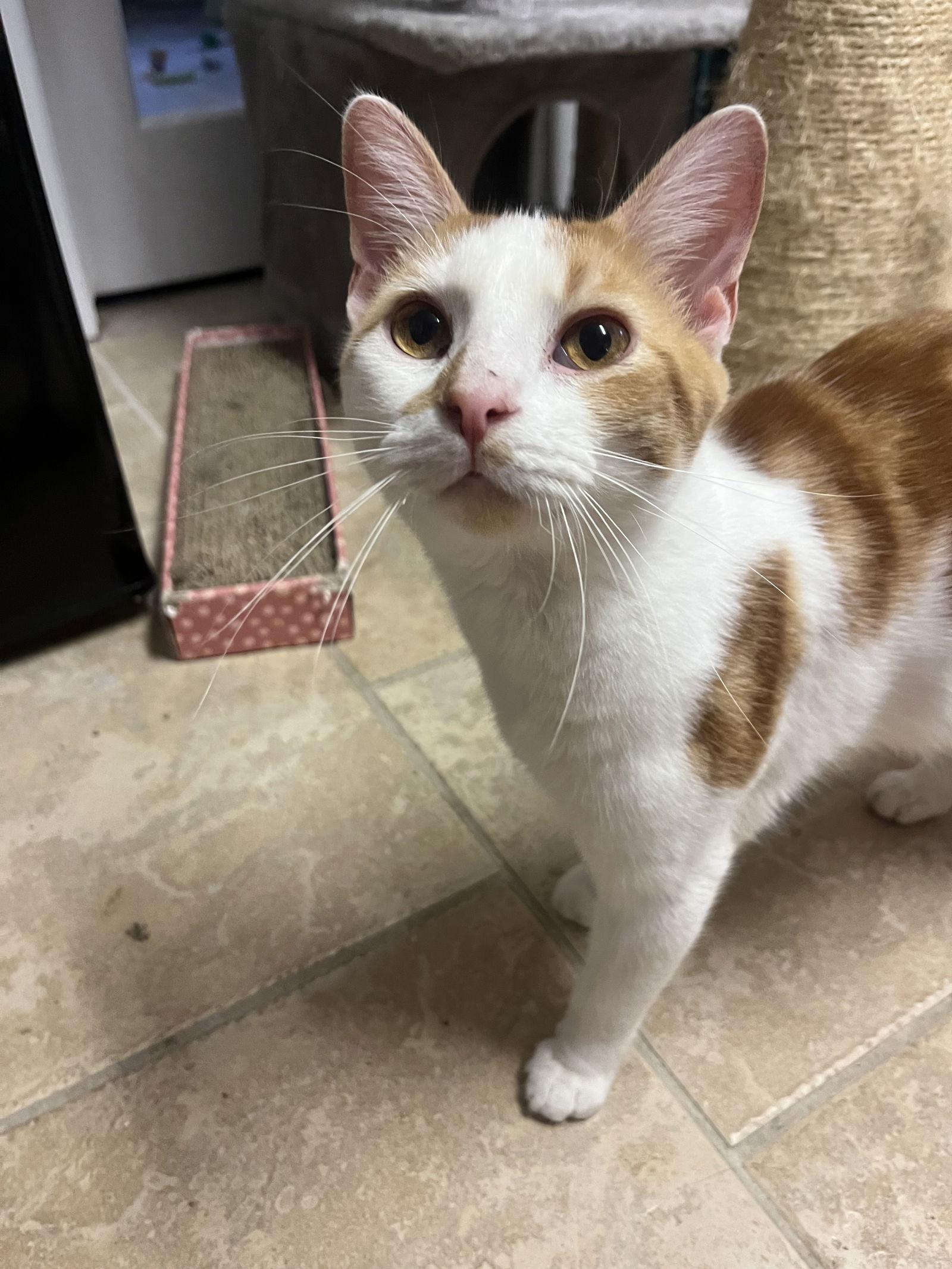 Enlarge Ruffnutt, a Adoptable Domestic Short Hair in Kansas City, MO image 1/3