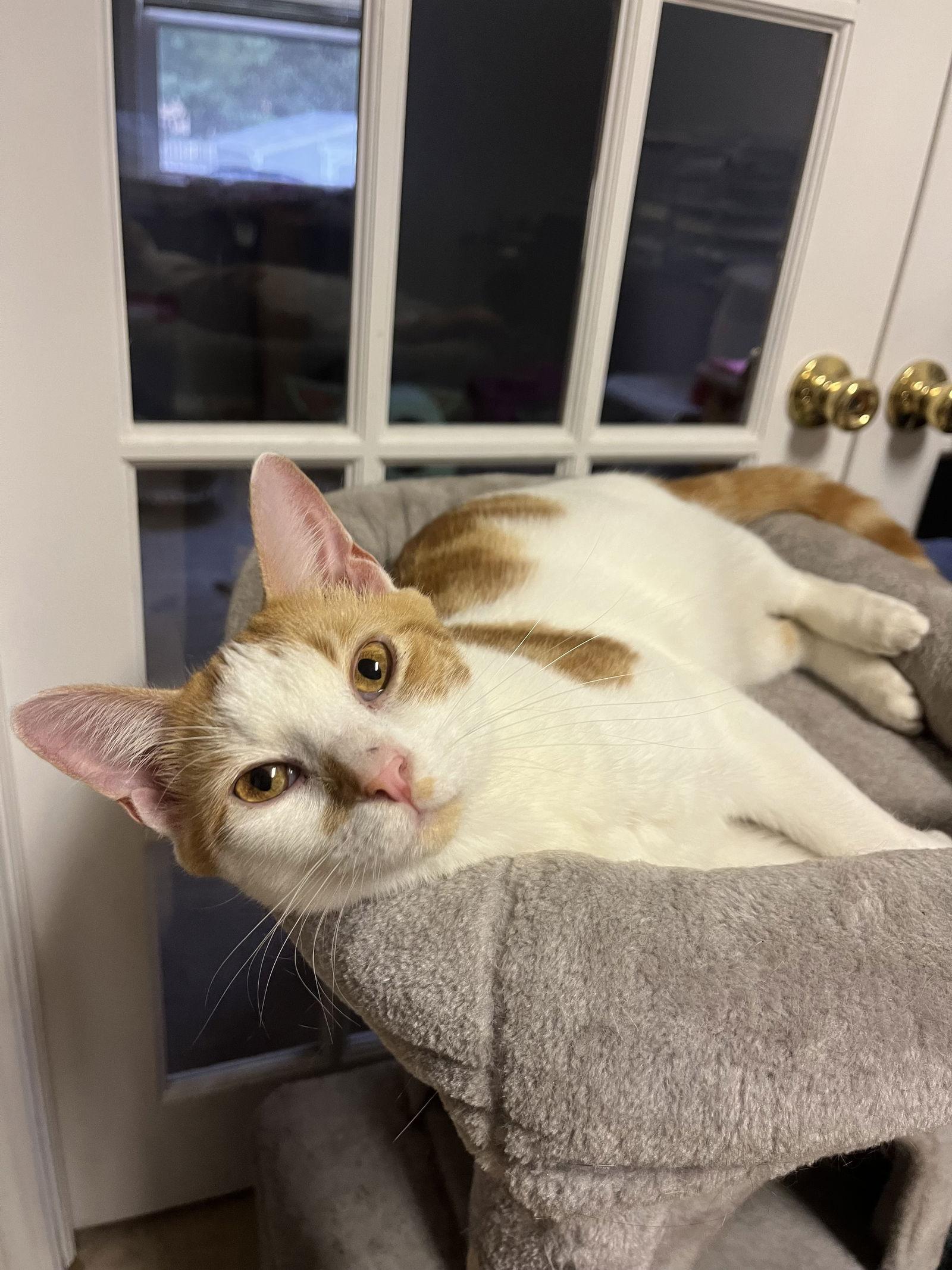 Enlarge Ruffnutt, a Adoptable Domestic Short Hair in Kansas City, MO image 3/3