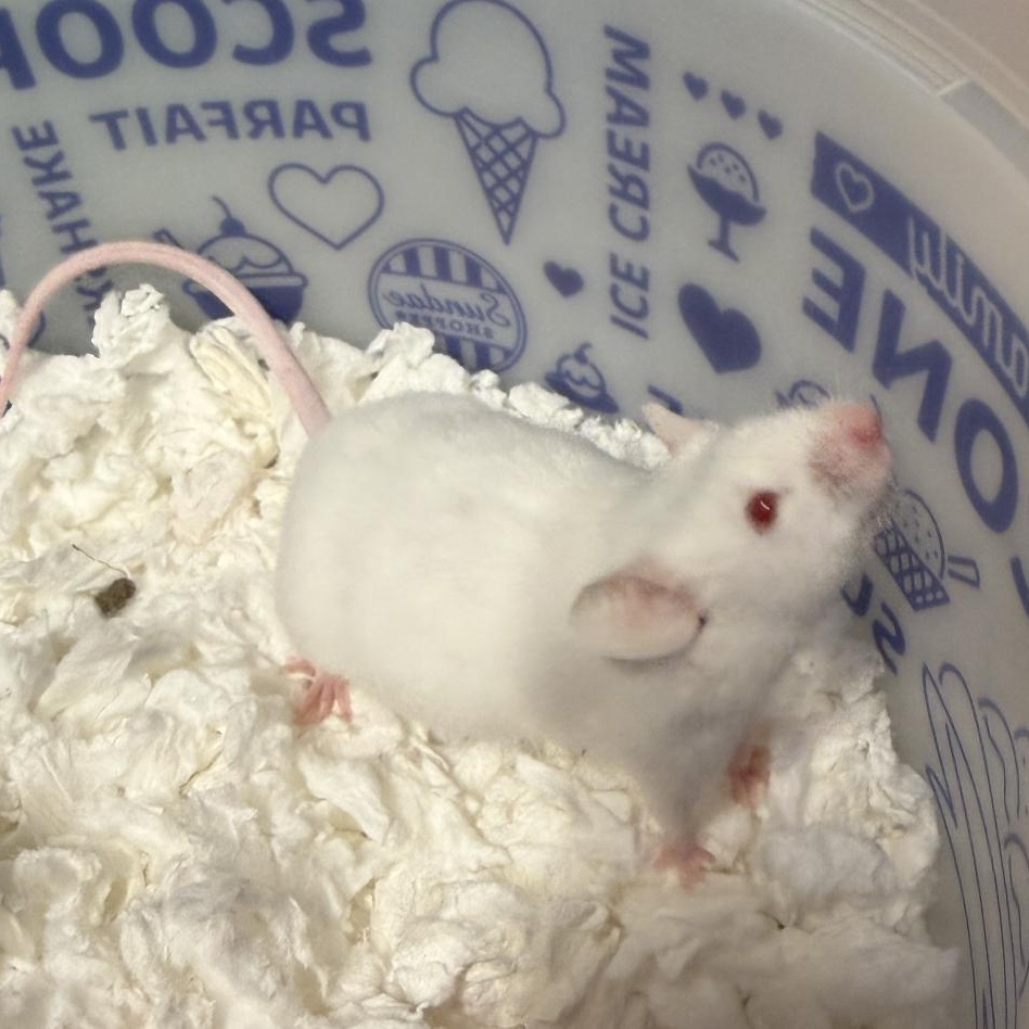 Phil, ADOPTABLE, Young Male Mouse.