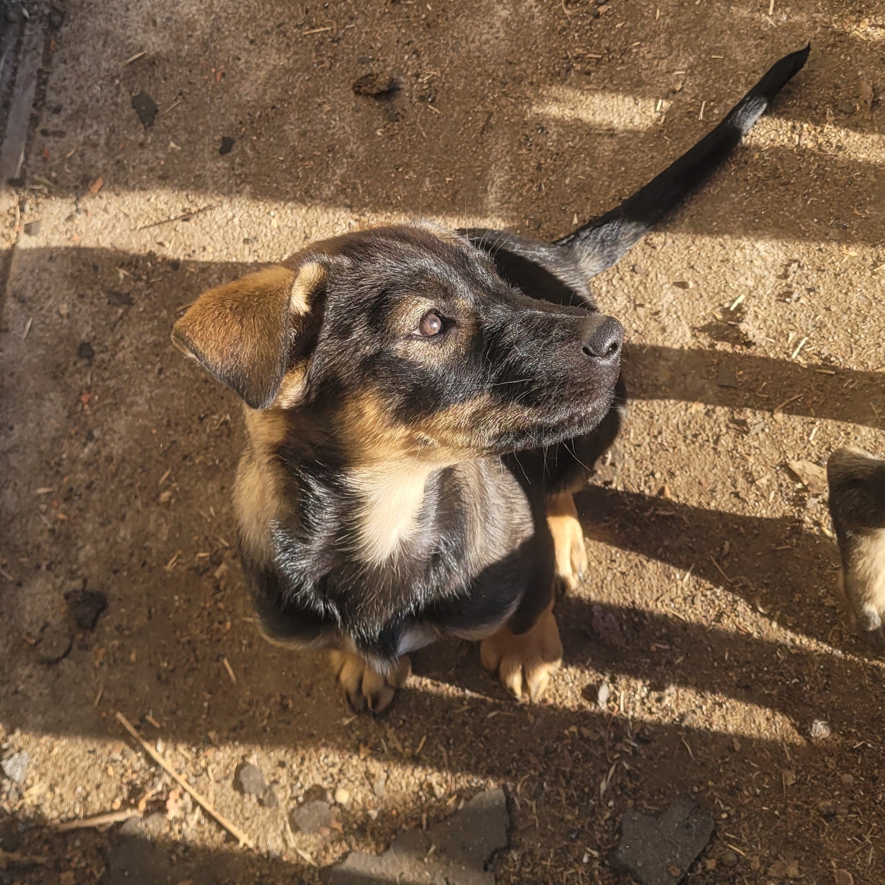 Scarlet, a Adoptable Mixed Breed in California Hot Springs, CA image 1/3
