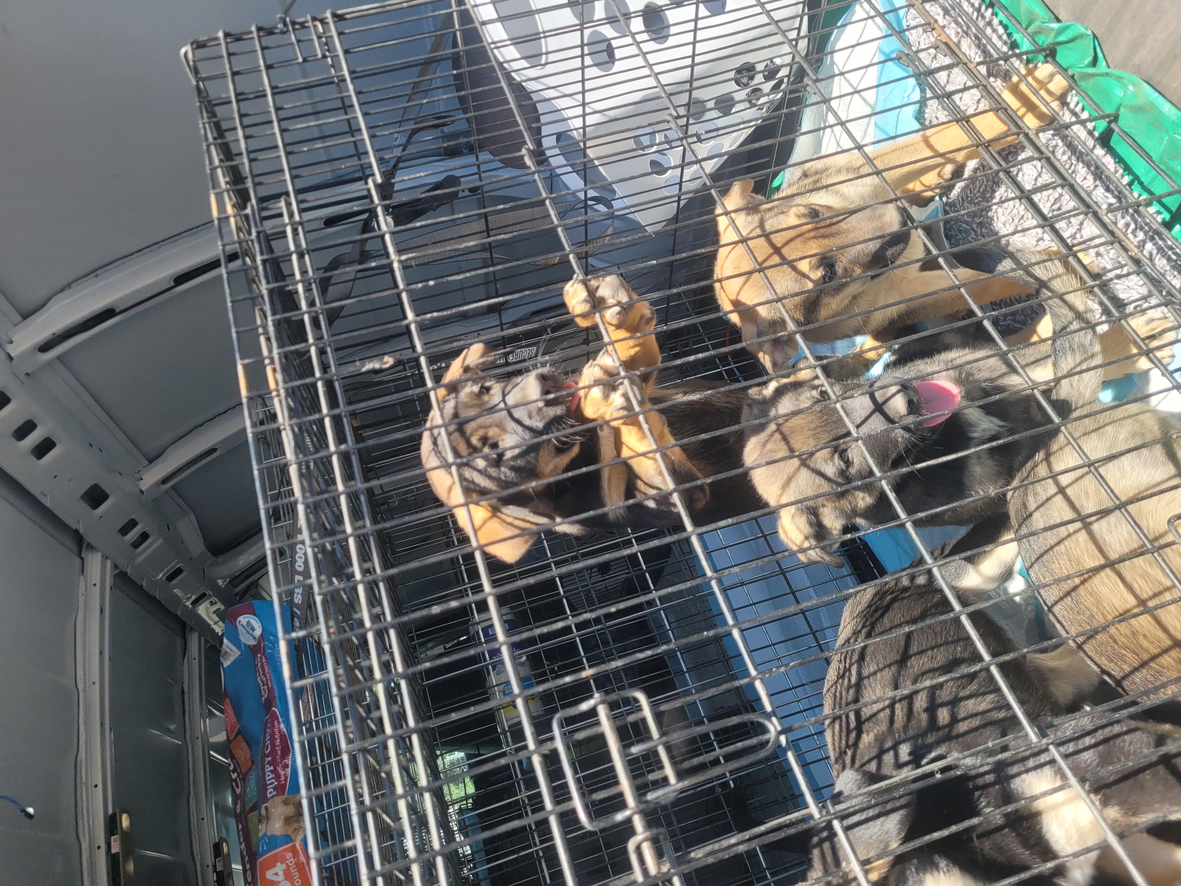 Scarlet, a Adoptable Mixed Breed in California Hot Springs, CA image 2/3