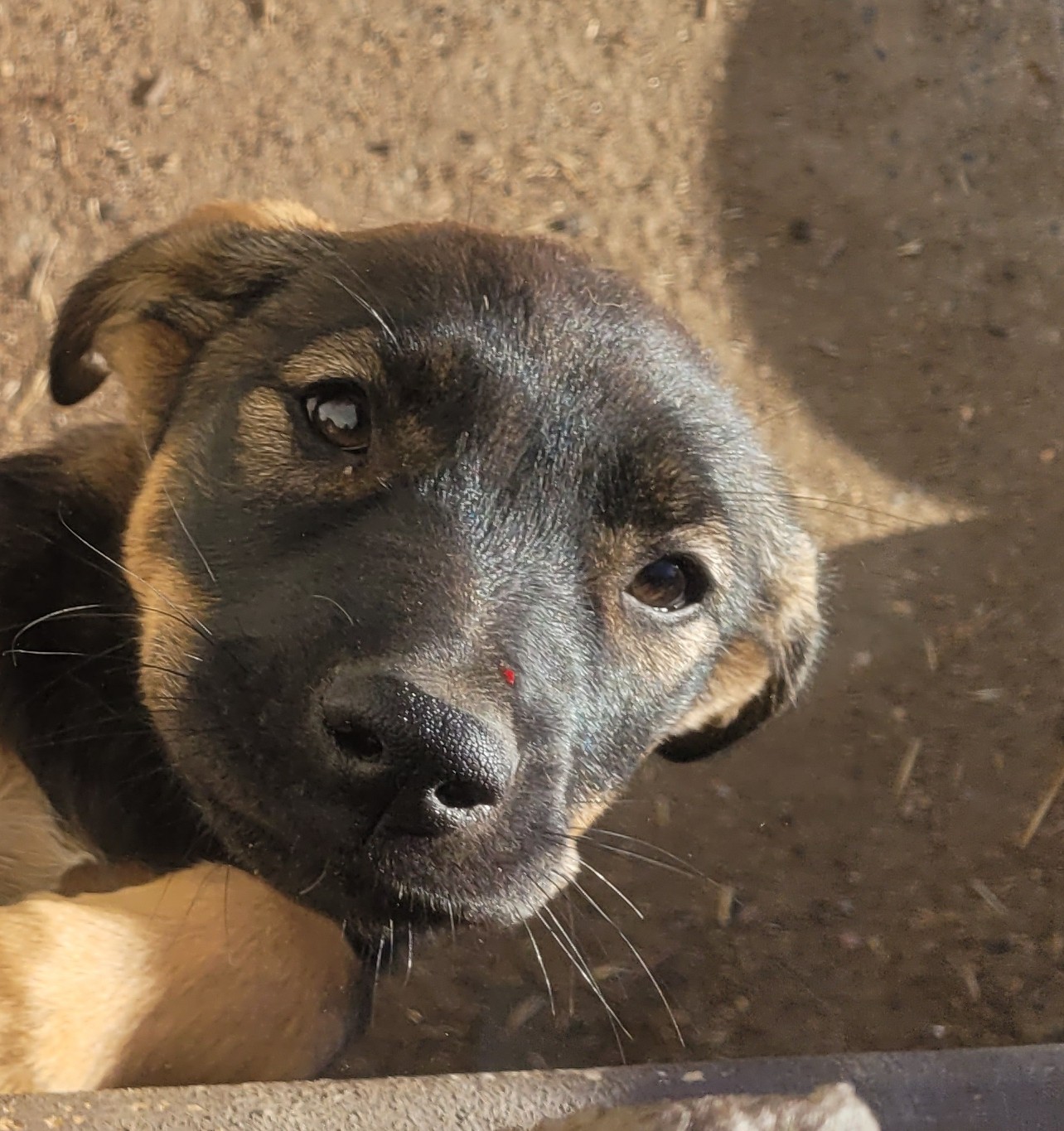 Scarlet, a Adoptable Mixed Breed in California Hot Springs, CA image 3/3
