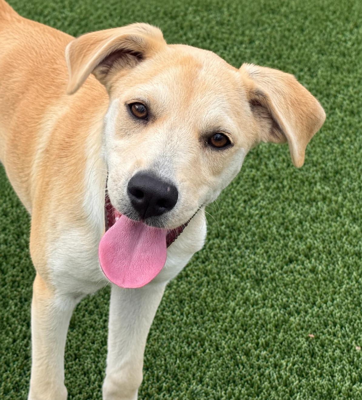 Eli my mom is only 22 lbs, Adopted, Puppy Male Yellow Labrador Retriever & Terrier.