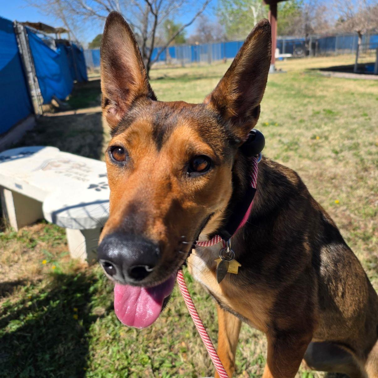 Enlarge Sophie, a Adoptable mixed breed in El Paso, TX image 2/6