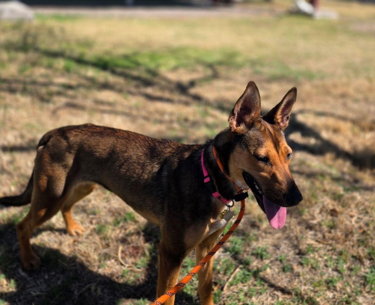 Enlarge Sophie, a Adoptable mixed breed in El Paso, TX image 3/6