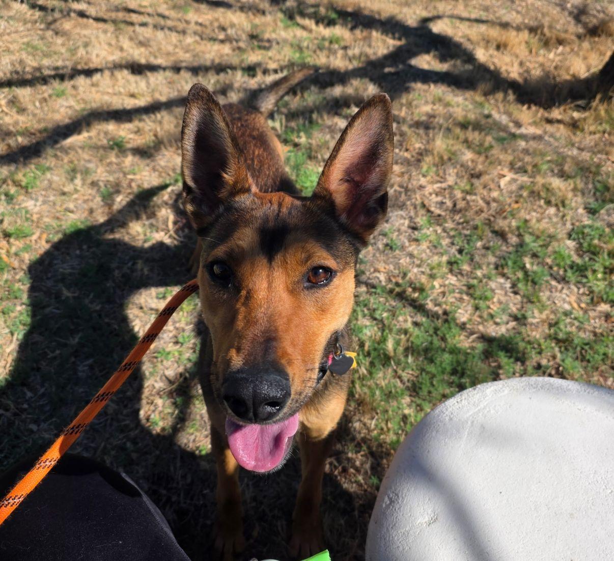 Enlarge Sophie, a Adoptable mixed breed in El Paso, TX image 4/6