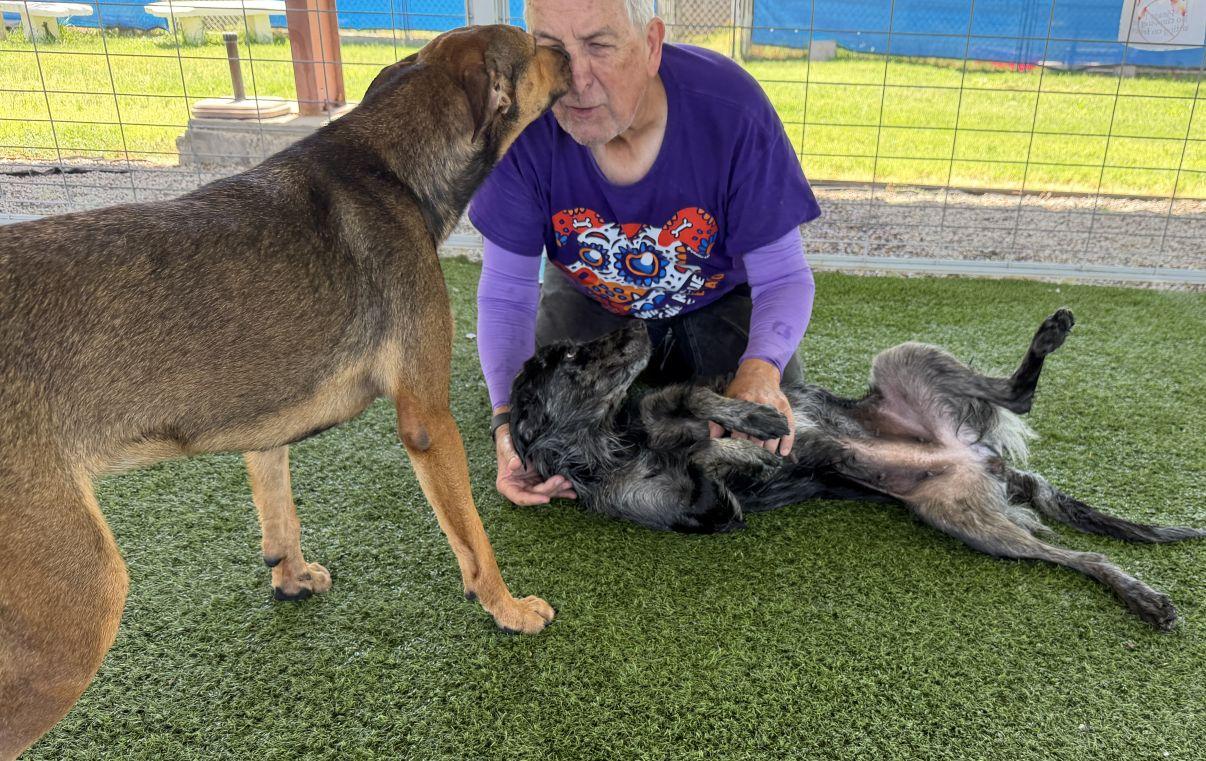 Enlarge Sophie, a Adoptable mixed breed in El Paso, TX image 1/6