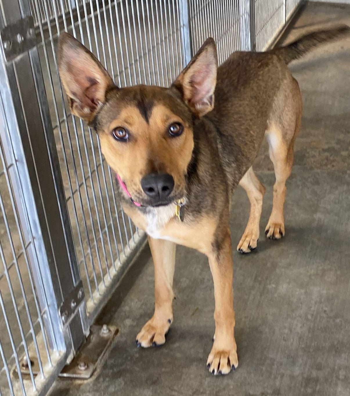 Enlarge Sophie, a Adoptable mixed breed in El Paso, TX image 5/6