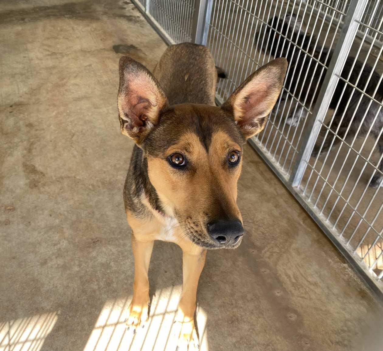 Enlarge Sophie, a Adoptable mixed breed in El Paso, TX image 6/6