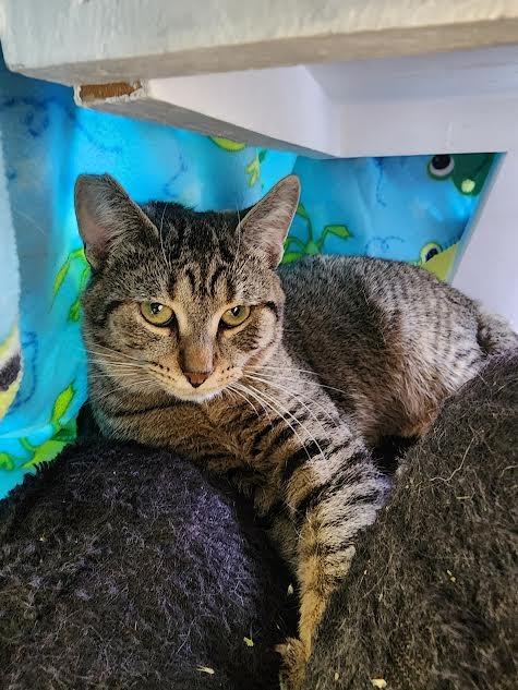 Magnet, Adoptable, Young Male Domestic Short Hair.