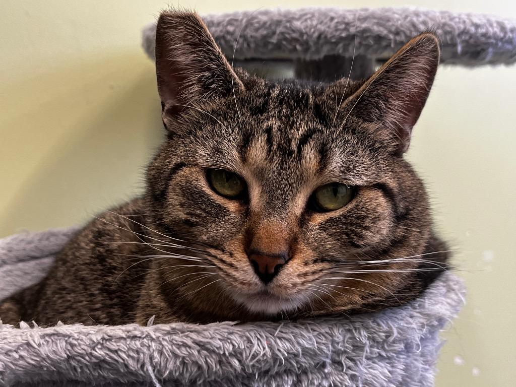 Enlarge Magnet, a Adoptable mixed breed in Auburn, IN image 1/6