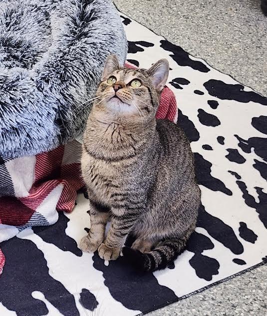 Enlarge Magnet, a Adoptable mixed breed in Auburn, IN image 1/5