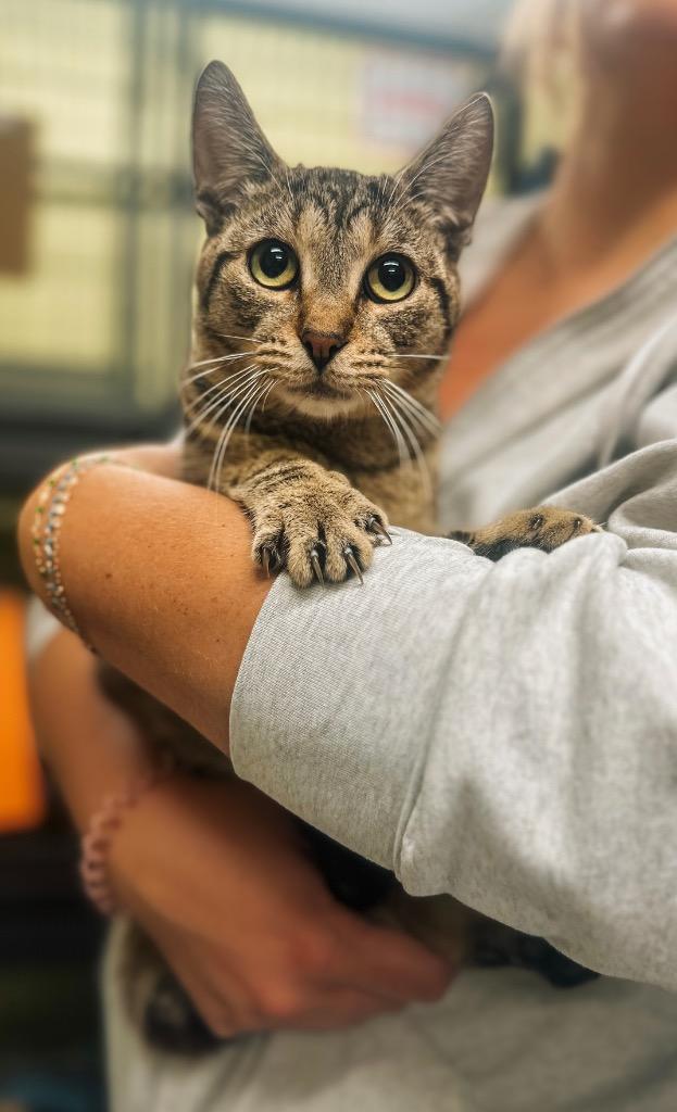 Enlarge Magnet, a Adoptable mixed breed in Auburn, IN image 2/5