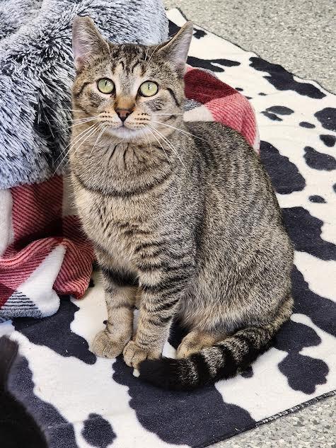 Enlarge Magnet, a Adoptable mixed breed in Auburn, IN image 3/5