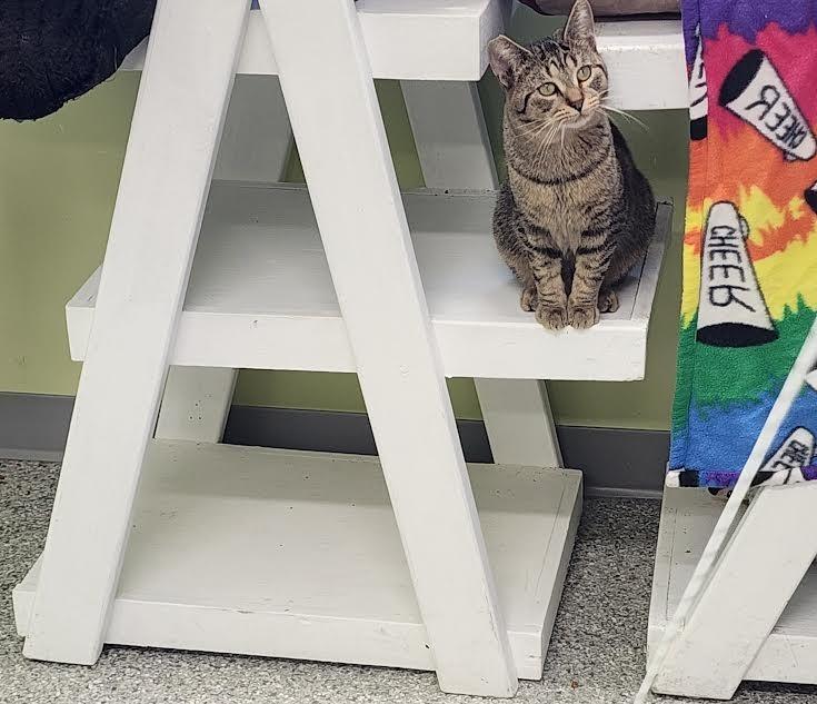 Enlarge Magnet, a Adoptable mixed breed in Auburn, IN image 4/5