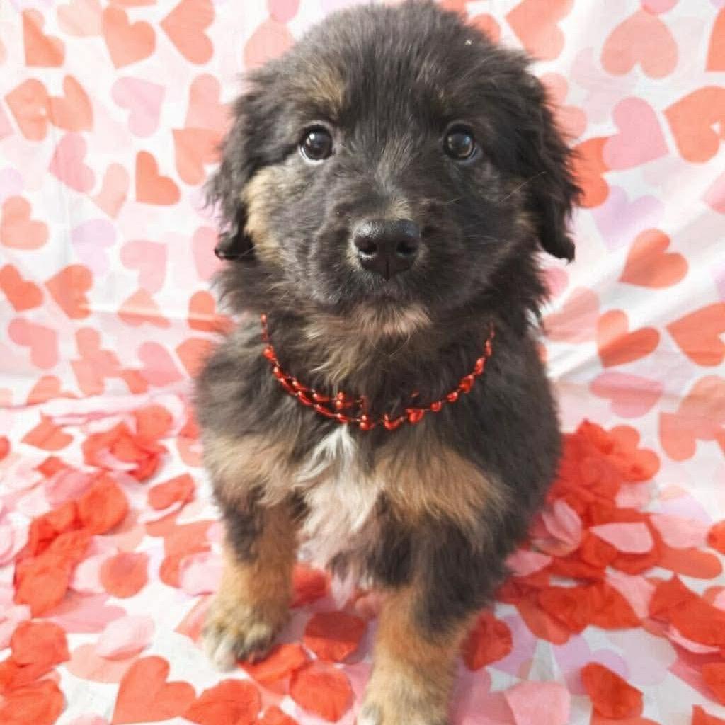 Qbert, Adoptable, Puppy Male Mixed Breed.