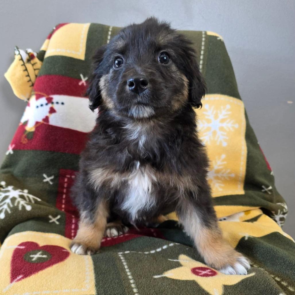 Enlarge Qbert, a Adoptable Mixed Breed in Jackson, MO image 2/4