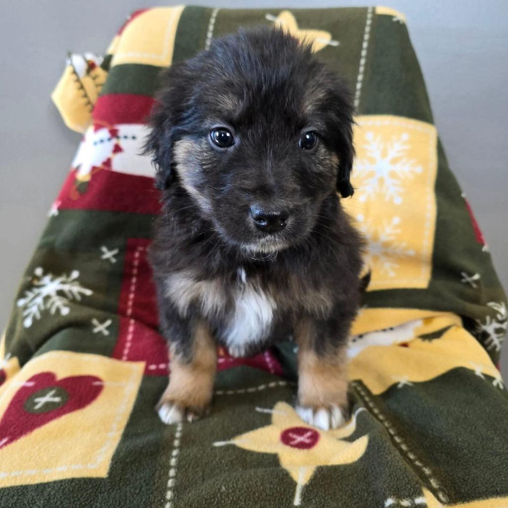 Enlarge Qbert, a Adoptable Mixed Breed in Jackson, MO image 4/4