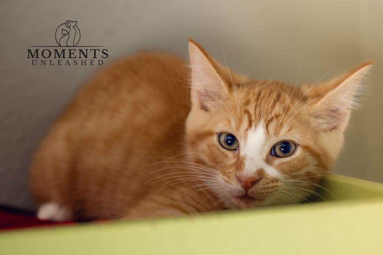 Enlarge Torchic, a ADOPTABLE Domestic Short Hair in Myakka City, FL image 1/3