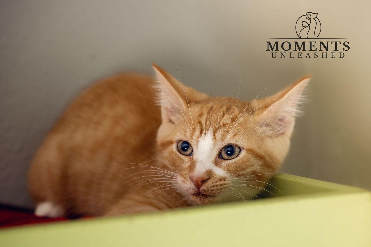 Enlarge Torchic, a ADOPTABLE Domestic Short Hair in Myakka City, FL image 2/3