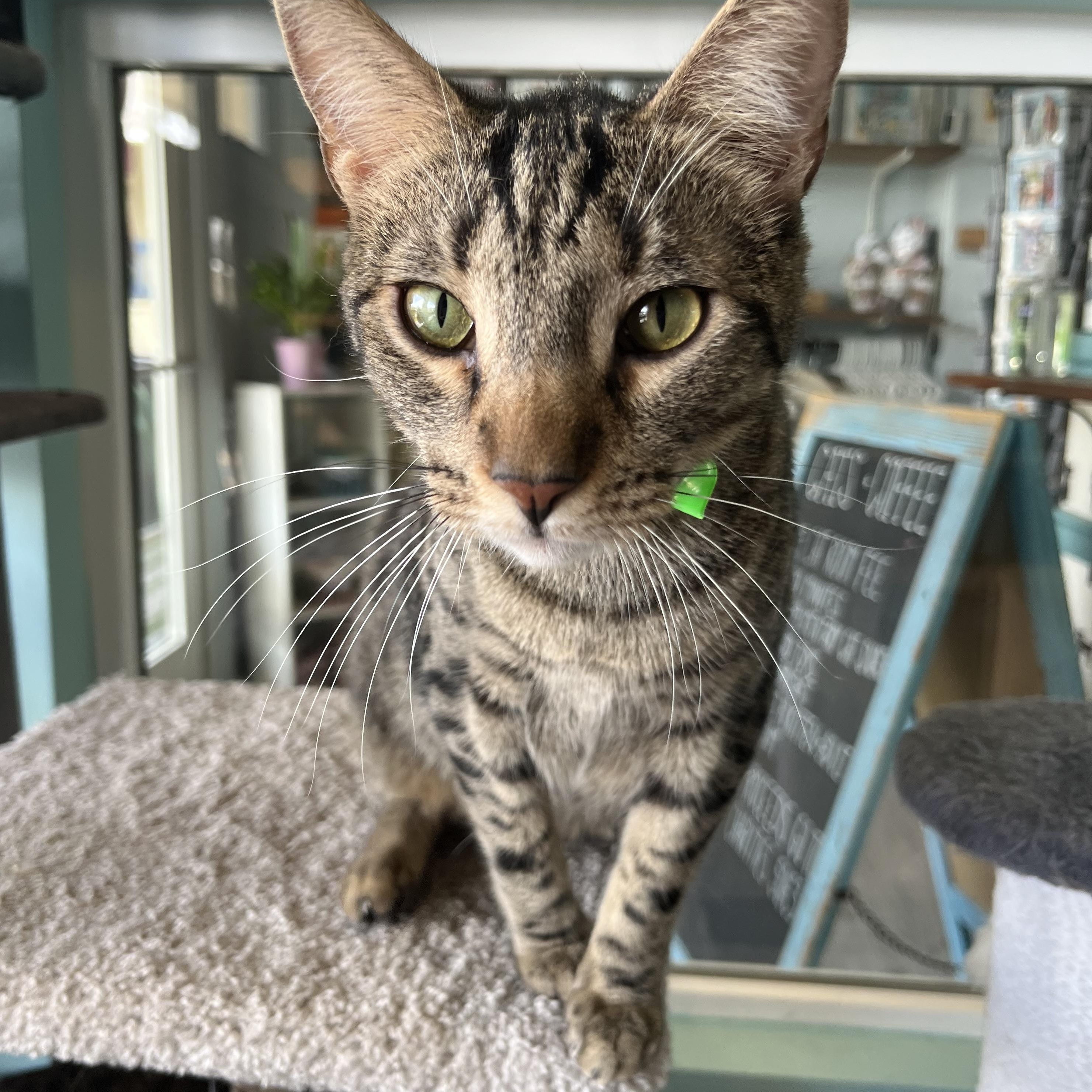 Enlarge Noodle, a Adoptable Domestic Short Hair in Aiea, HI image 2/3