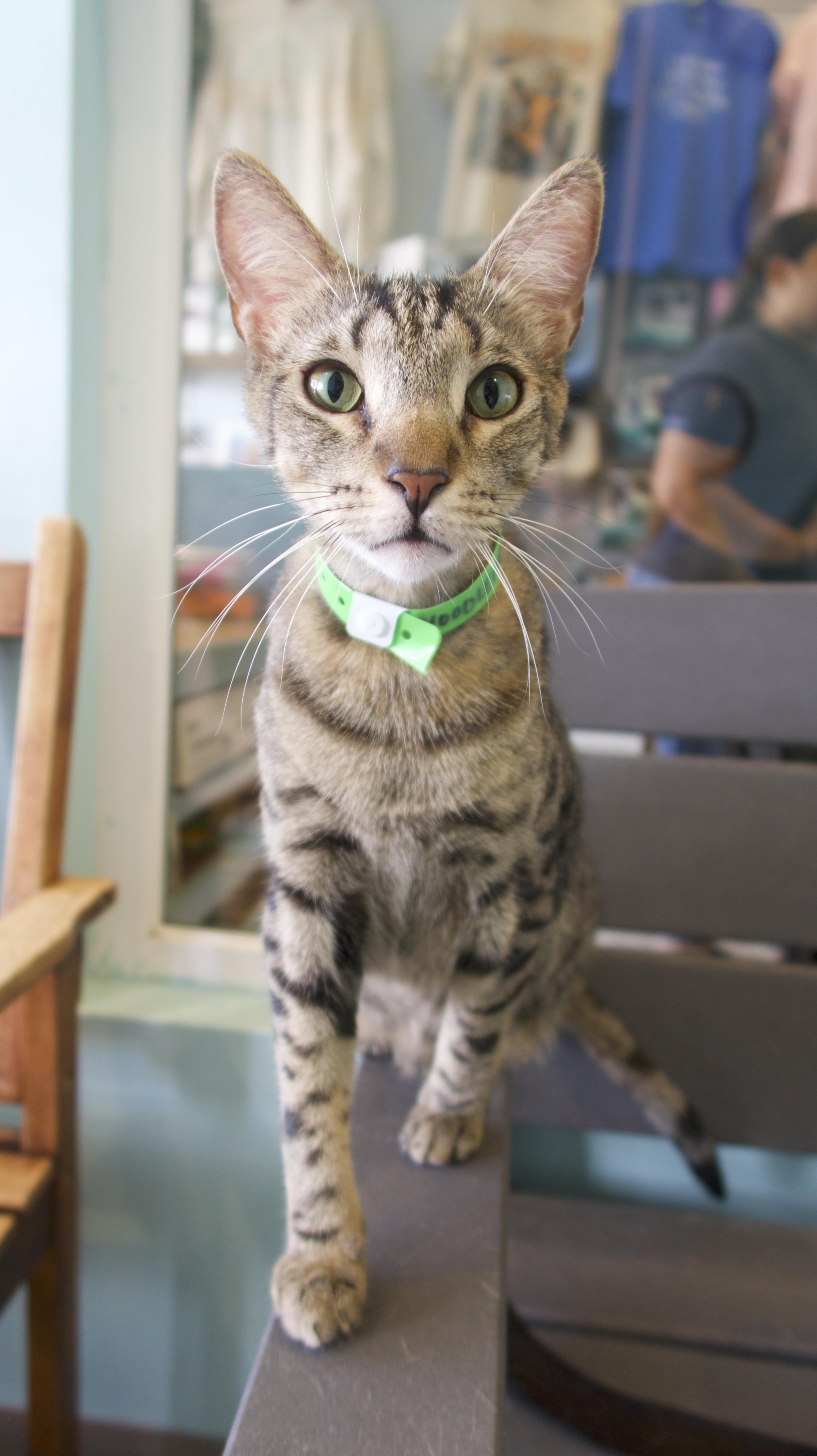 Enlarge Noodle, a Adoptable Domestic Short Hair in Aiea, HI image 1/3