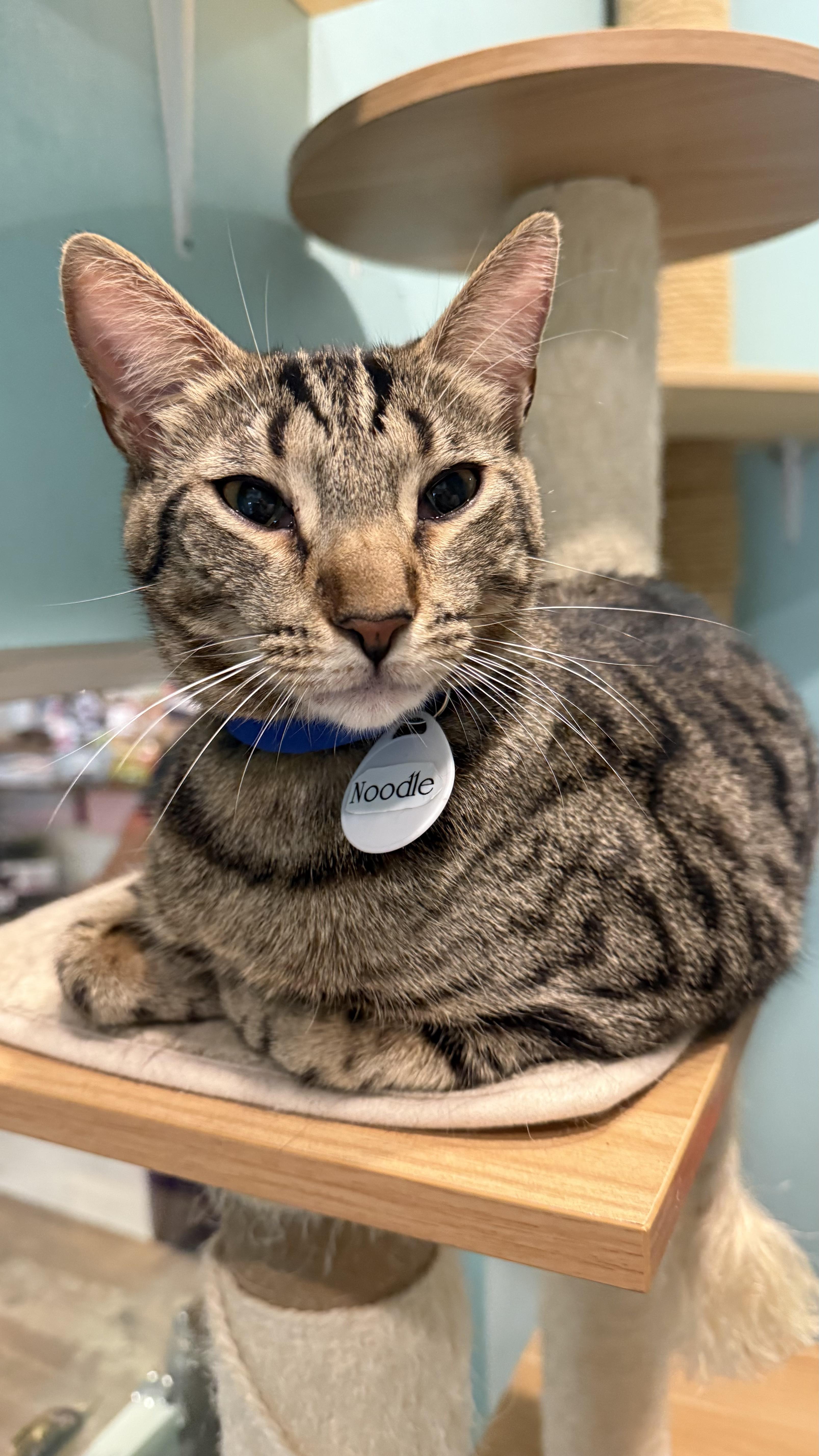 Noodle, an adoptable Domestic Short Hair in Aiea, HI, 96701 | Photo Image 3