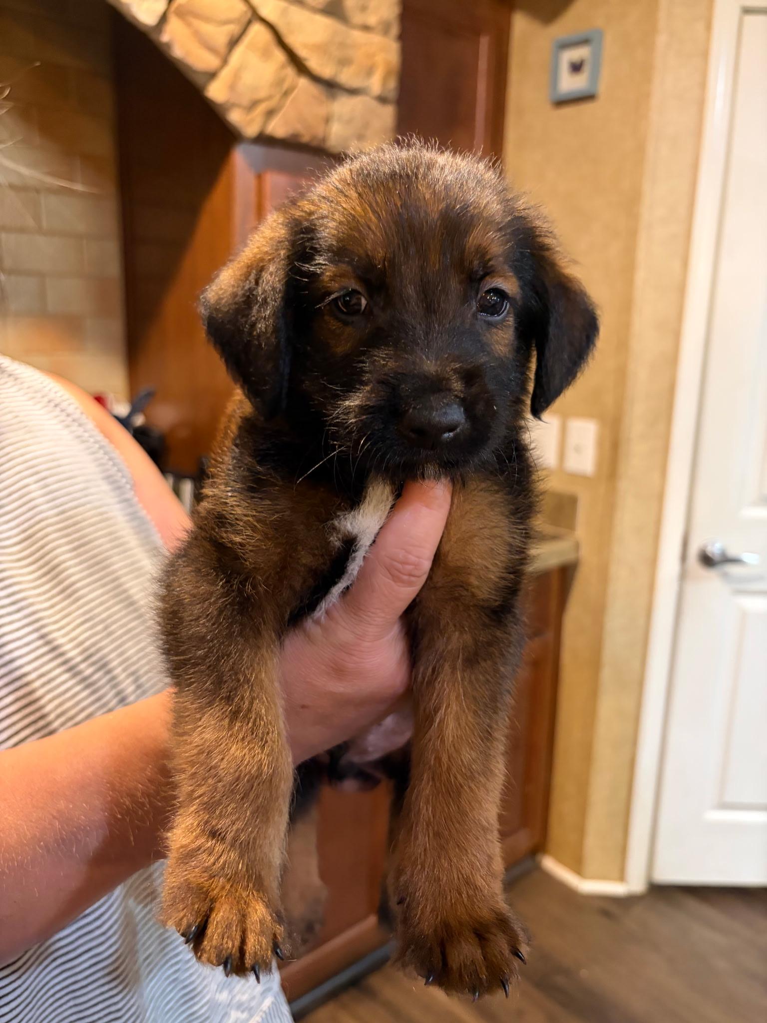 Auston, adopted, Puppy Male German Shepherd Dog & Belgian Shepherd / Tervuren.
