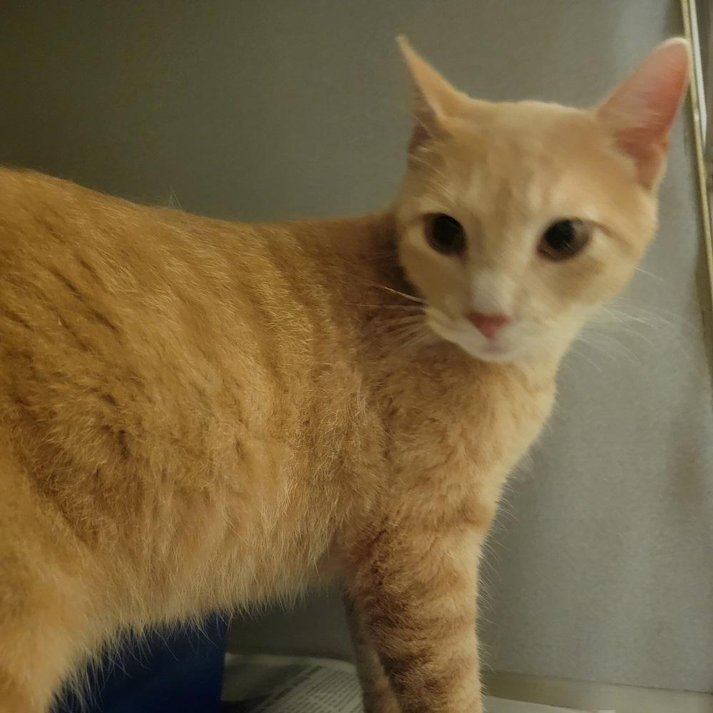 Squirrel, Adoptable, Adult Male Domestic Short Hair.