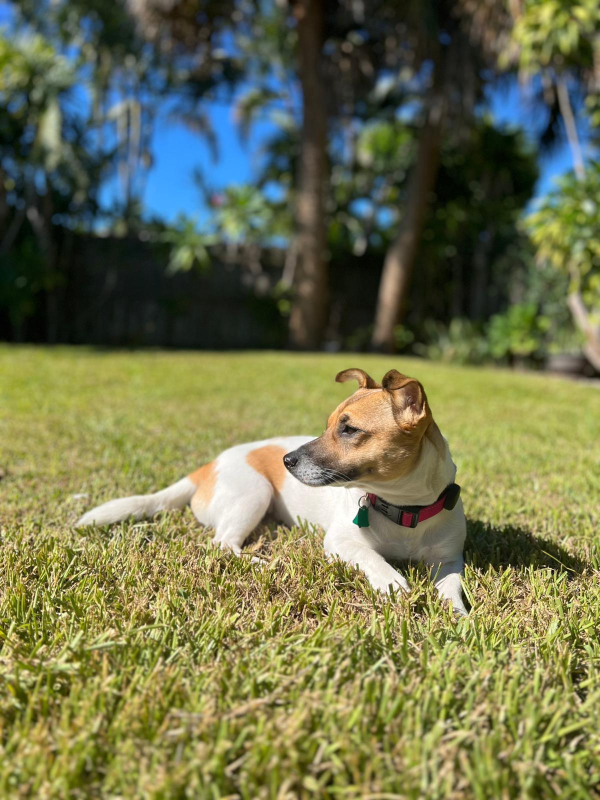 Enlarge JANE - ADOPTED! - young female abandoned and looking for a new home., a Adoptable Jack Russell Terrier in Terra Ceia, FL image 1/2