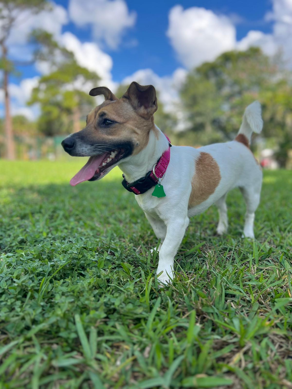 Enlarge JANE - ADOPTED! - young female abandoned and looking for a new home., a Adoptable Jack Russell Terrier in Terra Ceia, FL image 2/2