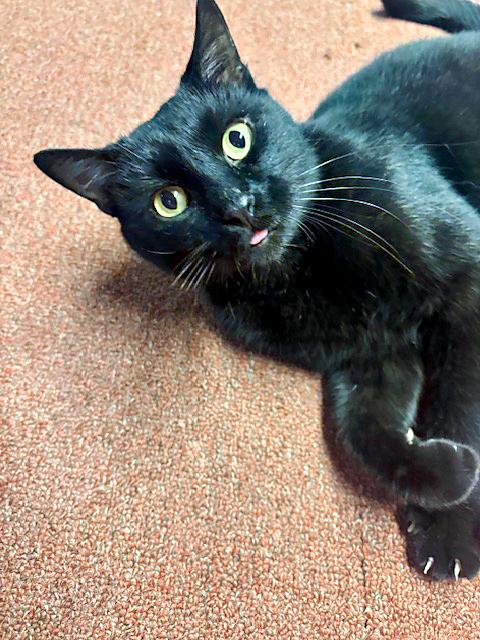 Ozzie, Adoptable, Young Male Domestic Short Hair.