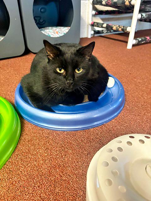 Enlarge Ozzie, a Adoptable Domestic Short Hair in Pittsburgh, PA image 2/2