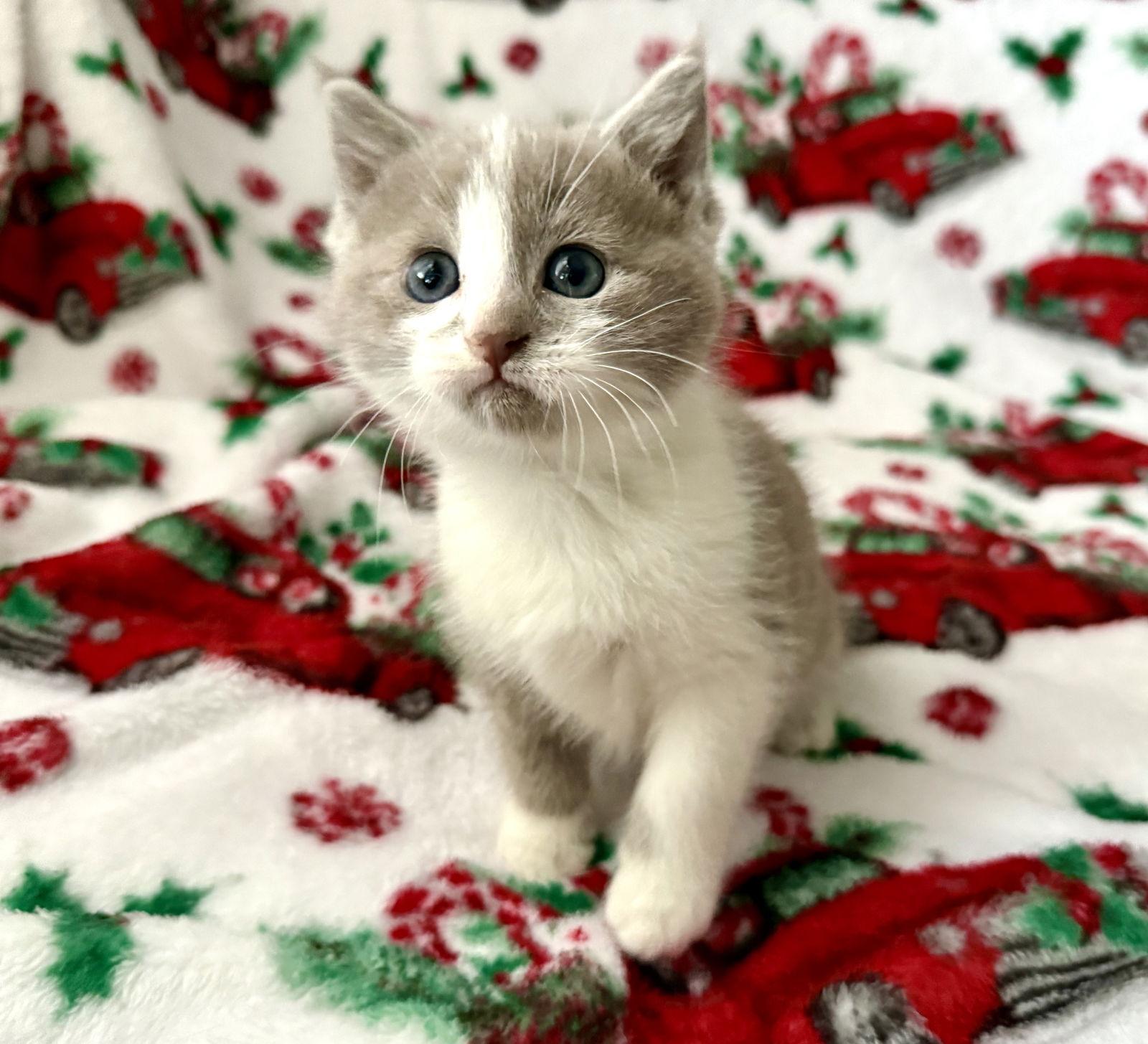 Toasty, Adopted, Kitten Female Domestic Short Hair.