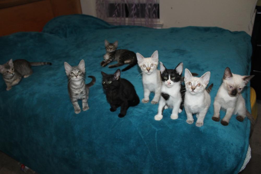 Enlarge Cattarina, a Adoptable mixed breed in Austin, TX image 1/6